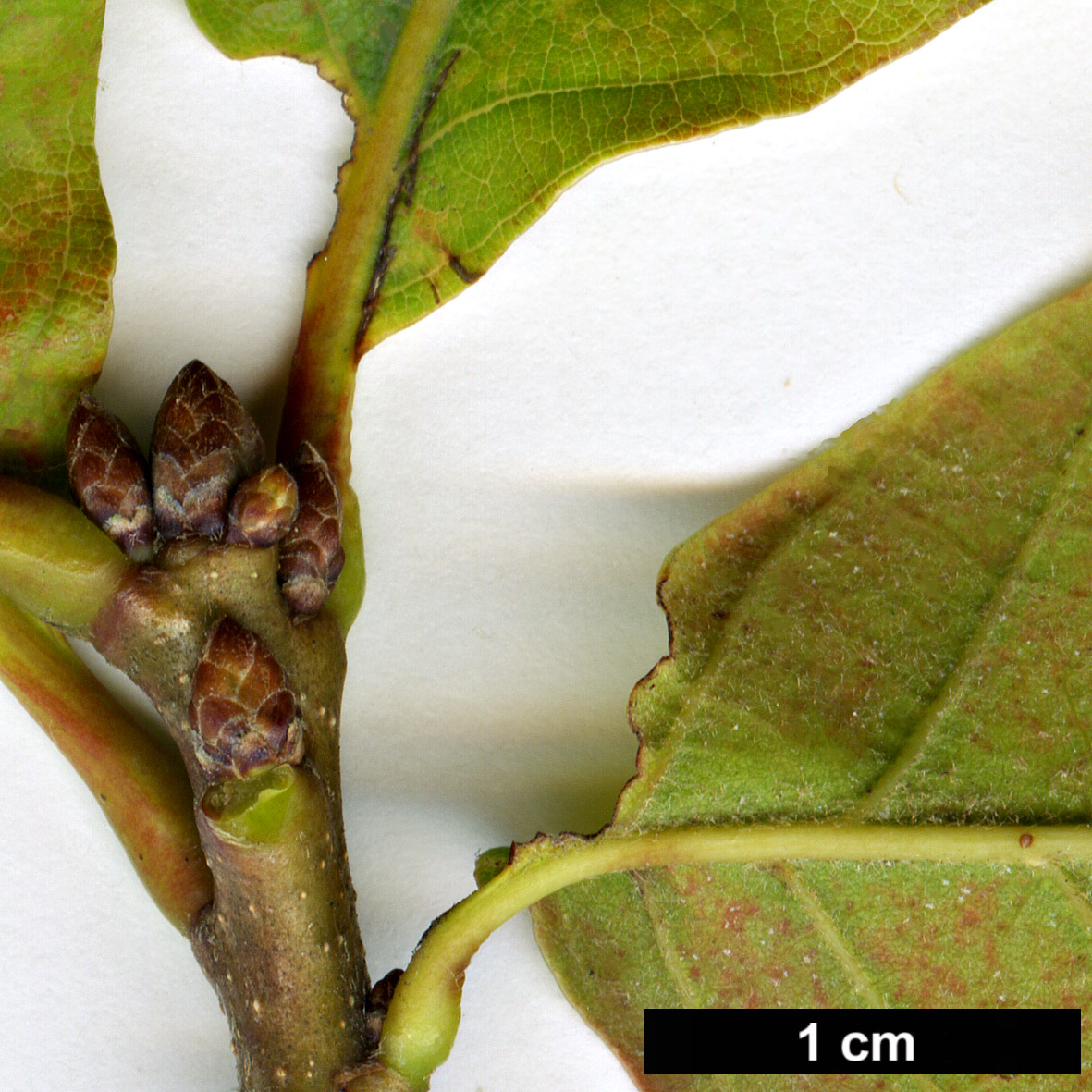 High resolution image: Family: Fagaceae - Genus: Quercus - Taxon: ×jackiana (Q.alba × Q.bicolor)